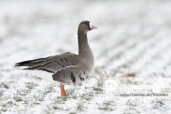 Greater White-fronted Goose / Blaessgans ( Anser albifrons )  arctic winter guest  on snow covered farmland  watching attentively  wildlife  Europe.