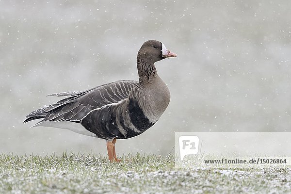 Greater White-fronted Goose / Blaessgans ( Anser albifrons )  nordic winter guest  standing on snow covered meadow  in heavy snowfall  wildlife  Europe.