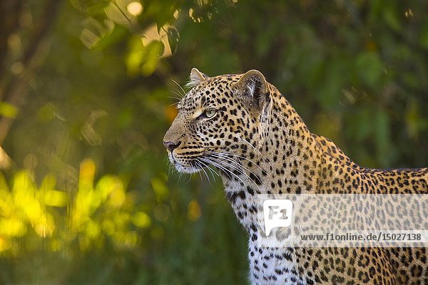 Leopard (Panthera pardus)  Masai Mara National Reserve  Kenya  Africa.