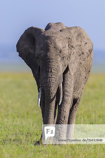African elephant (Loxodonta africana) in savanna  Maasai Mara National Reserve  Kenya  Africa.