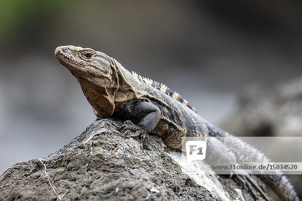 Black spiny-tailed iguana (Ctenosaura similis) - Playas Gemelas Beach  Manuel Antonio National Park - Quepos  Costa Rica.
