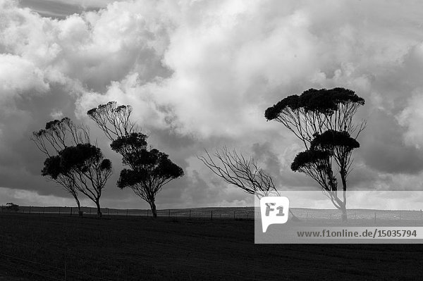 In the rural southern Cape  farmlands  trees lean as blown by the prevailing wind.
