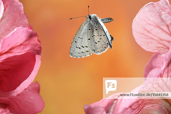 Stechpalme blau  Celastrina argiolus  Deutschland  Europa