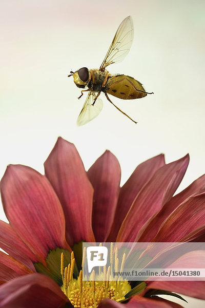 Syrphus ribesii  Deutschland  Europa