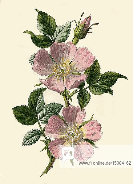 'Dog-Rose'  1877. Creator: Frederick Edward Hulme.