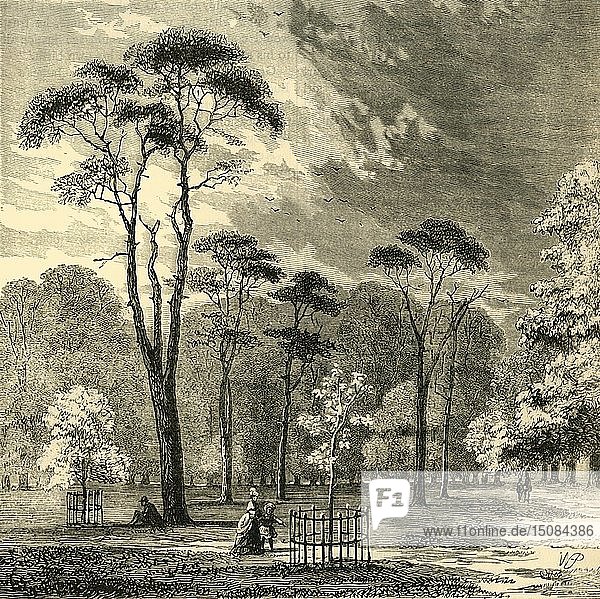 Die schottischen Tannen  Kensington Gardens   um 1876. Schöpfer: Unbekannt.