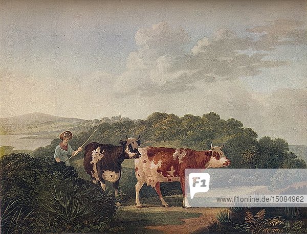 'English Landscape  with Shorthorned Cattle'  late 18th-early 19th century  (1930). Creator: Charles Towne.