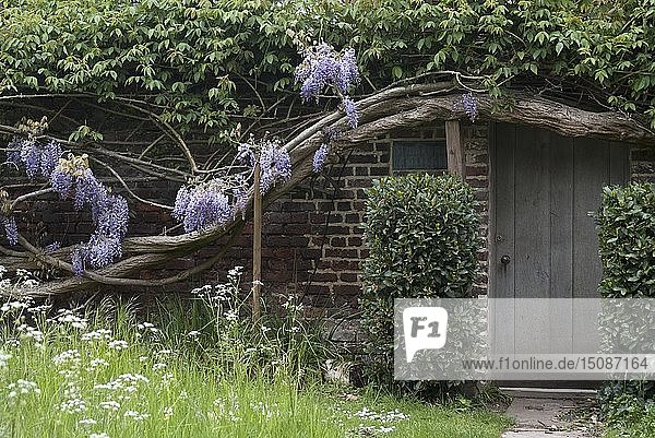 Ein von alten Glyzinienzweigen bedecktes Haus in der Nähe des Richmond Parks  Richmond  England. Schöpfer: Ethel Davies;Davies  Ethel.