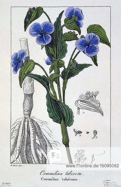 Commelina tuberosa  Pub. 1836. Schöpfer: Panacre Bessa (1772-1846).