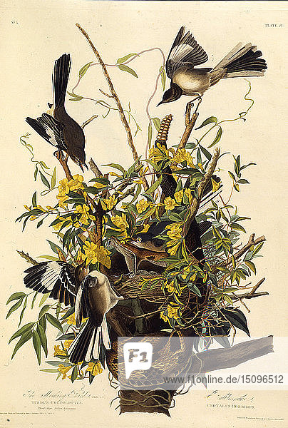 Die nördliche Spottdrossel. Aus Die Vögel von Amerika   1827-1838. Schöpfer: Audubon  John James (1785-1851).