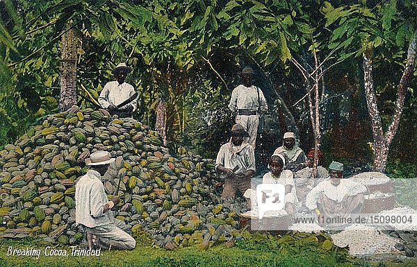 'Breaking Cocoa Trinidad' early 20th century. Creator: Unknown.