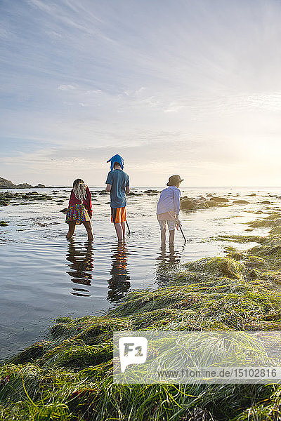 Children exploring tide pools in La Jolla  California