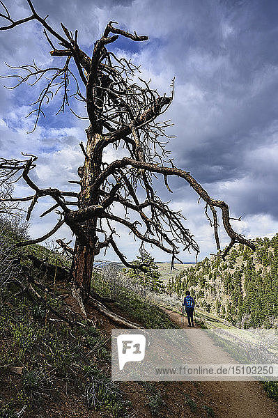 Ältere Frau beim Wandern an einem toten Baum in Colorado