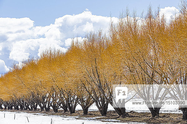 Herbstbäume im Schnee in Bellevue  Idaho  USA