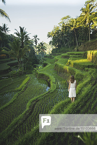 Frau in weißem Kleid auf terrassierten Reisfeldern in Bali  Indonesien