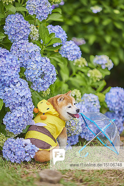 Shiba Inu Hund in einem Stadtpark