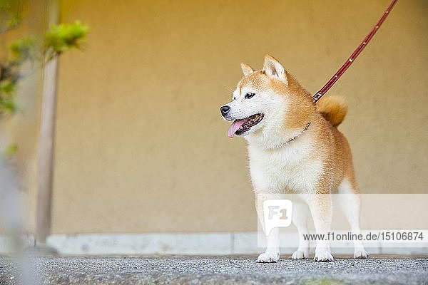 Japanischer Shiba Inu Hund