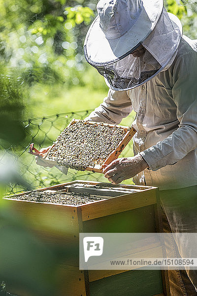 Imker prüft Waben mit Honigbienen