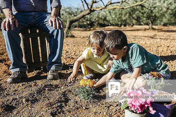 Grandfather and grandchildren planting a flower in the garden