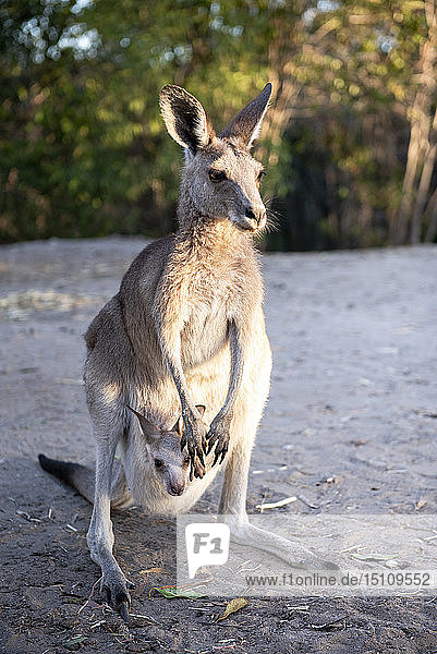 Australien  Queensland  Känguru-Mama trägt Joey in ihrem Beutel