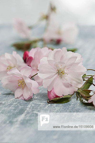 Rosa Zweig der Kirschblüten
