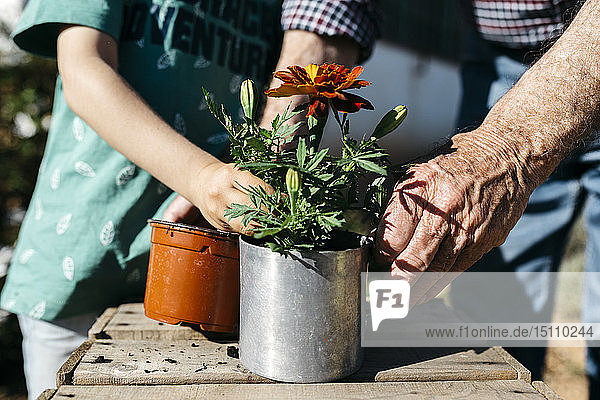 Grandfather and grandson planting a flower in a metal flowerpot