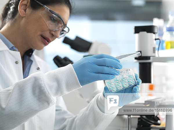 Biotech-Forschung  Wissenschaftlerin betrachtet während eines Experiments im Labor Proben in einer Multiwell-Platte  die für die Analyse bereit sind