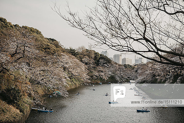 Japan  Tokio  Chidorigafuchi-Park  Kirschbaumblüte und Menschen in Booten