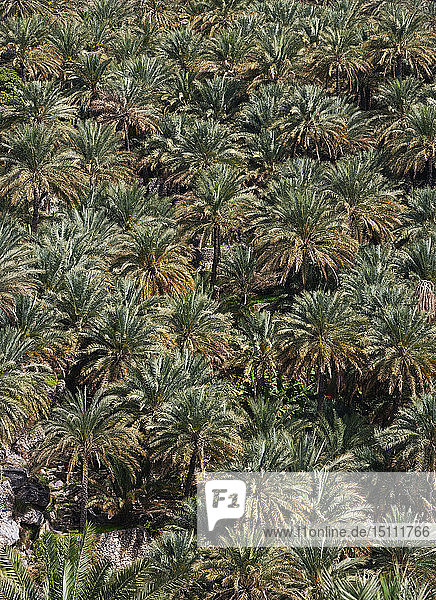 Oman Ad Dakhiliyah Gouvernorat Palmenhain