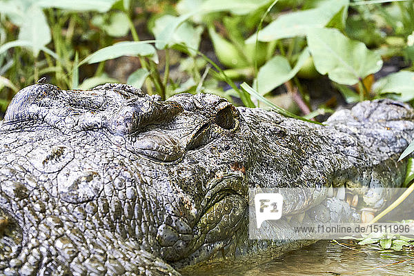 Afrika  Uganda  Fort Portal  Elizabeth-Nationalpark  Porträt eines Krokodils