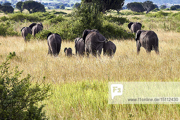 Afrika  Uganda  Fort Portal  Elizabeth-Nationalpark  weglaufende Elefantenfamilie