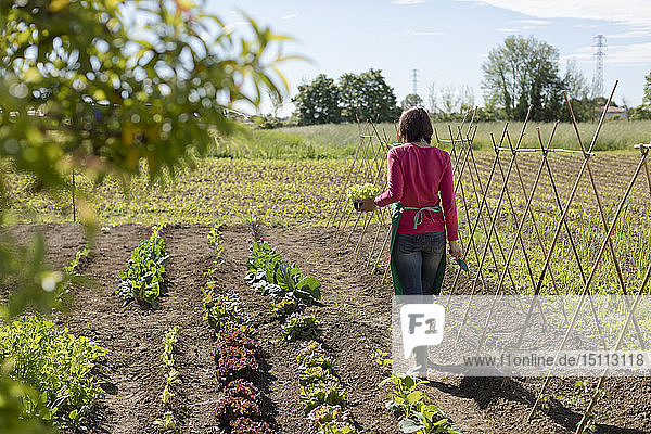 Frau  die in ihrem Gemüsegarten arbeitet  Italien