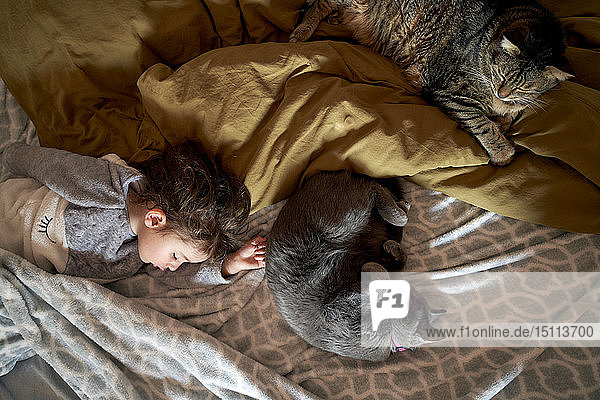 Kleinkind Mädchen und zwei Katzen schlafen auf dem Bett  Draufsicht