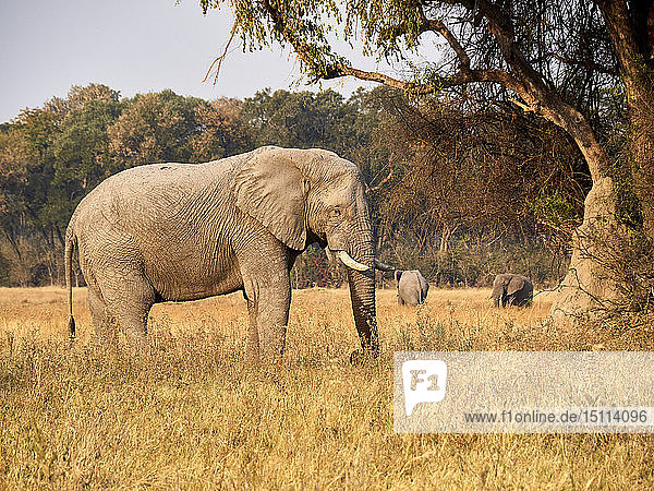 Elefant unter einem Baum  Etoscha-Nationalpark  Namibia