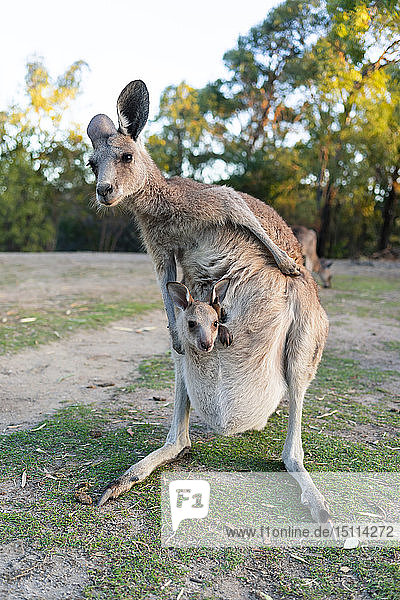 Australien  Queensland  Känguru-Mama trägt Joey in ihrem Beutel
