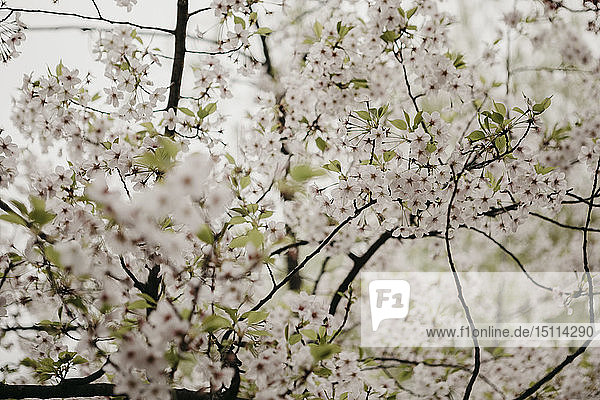 Japan  Tokio  Chidorigafuchi-Park  Kirschbaumblüte