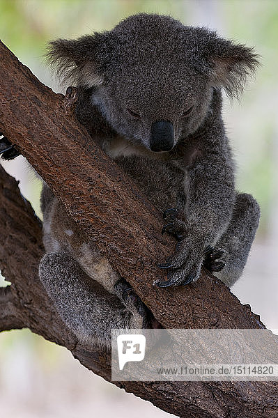 Koala im Billabong-Schutzgebiet  Townsville  Queensland  Australien