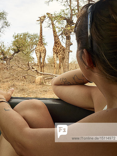 Woman watching pair of giraffes through car window  Kruger National Park  Mpumalanga  South Africa