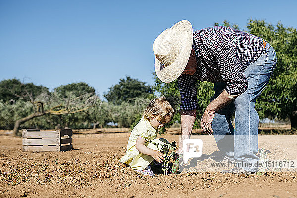 Grandfather and granddaughter planting vegetables in the field