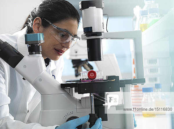 Forschung an menschlichen Zellen  weibliche Zellbiologin untersucht einen Kolben mit Stammzellen  die in rotem Wachstumsmedium unter dem Mikroskop im Labor kultiviert wurden