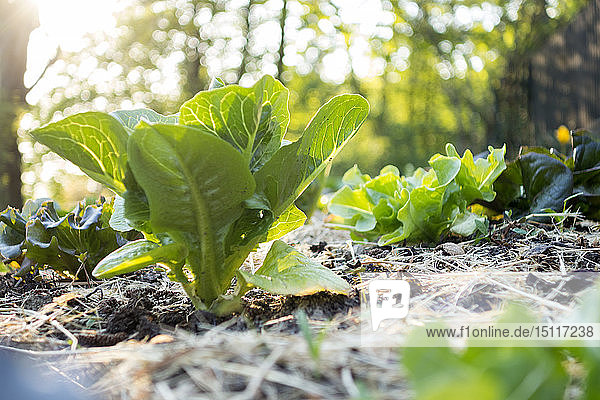 Biologischer Gartenbau  Salat auf Mulchbeet