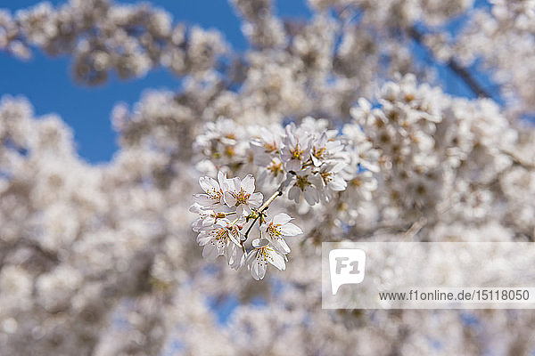 Japan  Kyotot  Maruyama Park  weiße Kirschblüten