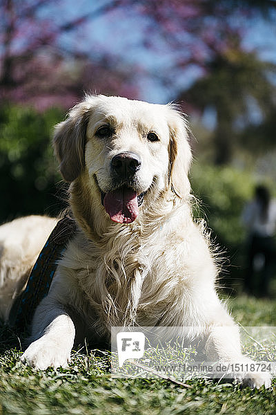 Porträt eines Labrador Retrievers auf der Wiese eines Parks liegend