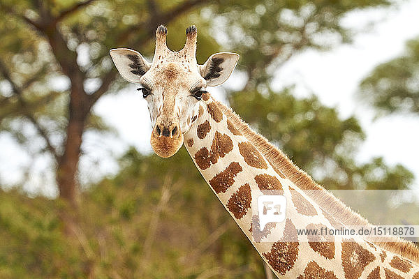 Afrika  Uganda  Fort Portal  Elizabeth-Nationalpark  Porträt einer Giraffe