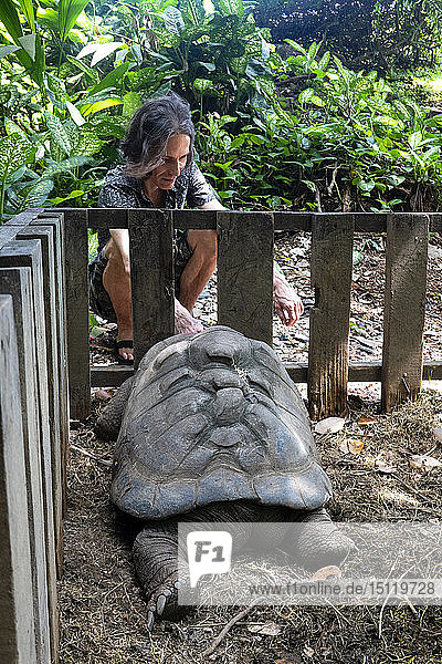 Seychelles  tourist watching Seychelles giant tortoise
