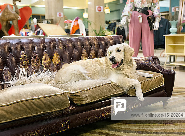 Golden-Retriever-Hund ruht sich auf einem antiken Sofa aus