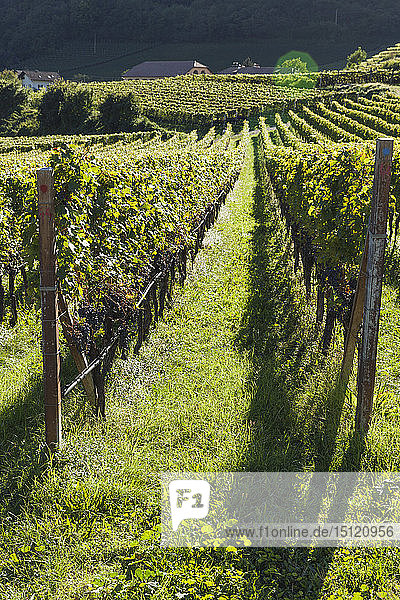 Italien  Südtirol  Ueberetsch  Weinberge mit blauen Trauben