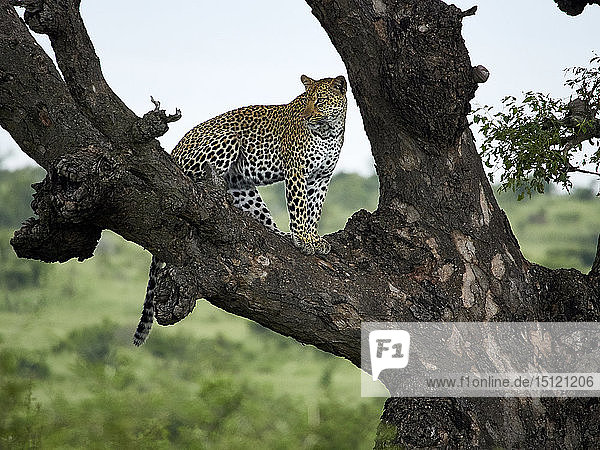 Südafrika  Mpumalanga  Krüger-Nationalpark  Leopard auf einem Baum stehend