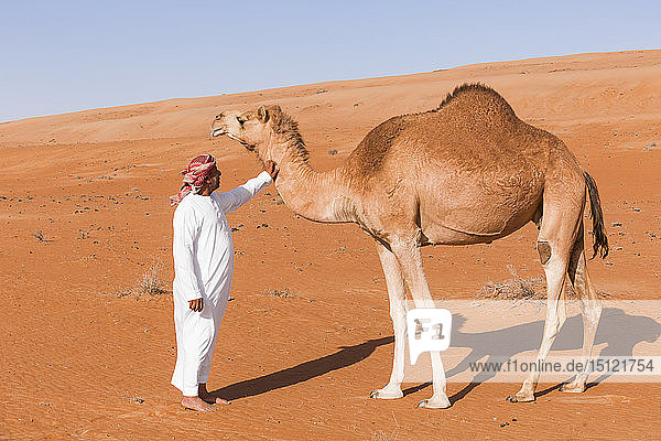 Beduine  die ihr Kamel in der Wüste streicheln  Wahiba Sands  Oman