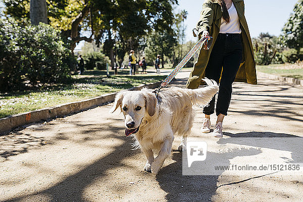 Porträt eines Labrador Retrievers  der mit seiner Geliebten im Stadtpark spazieren geht